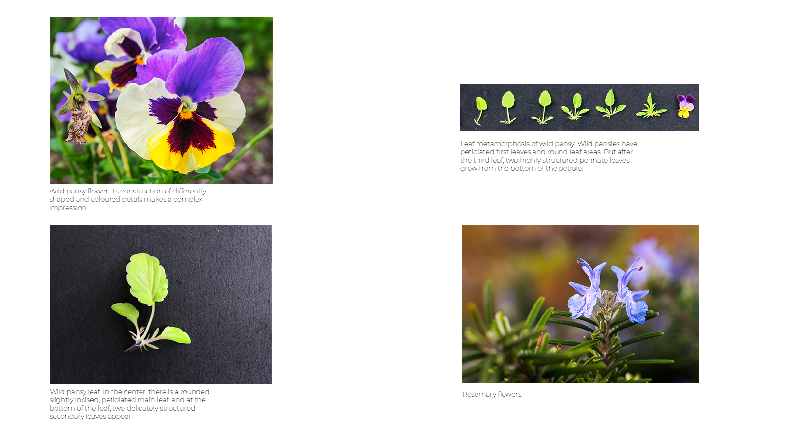 photos: Goetheaneaum/ Weleda; LifeCollectionPhotopraphy, Natalia Dobryanskaya/Shutterstock.com