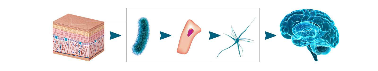 Fig. 1 Microbiota-Skin-Brain Axis