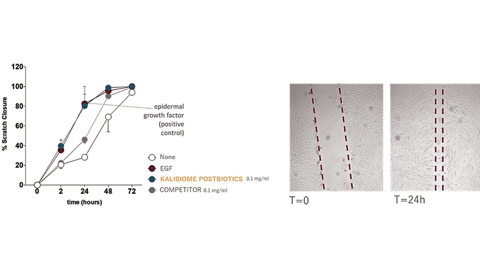 figure 5: Kalibiome repairing effect on wounded fibroblasts. Photo: www.kalichem.it
