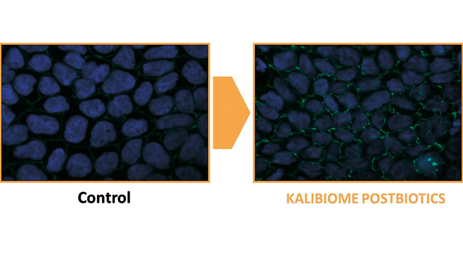 figure 8: immunofluorescence microscopy images (ZO-1 green, keratinocytes blue). Photo: www.kalichem.it