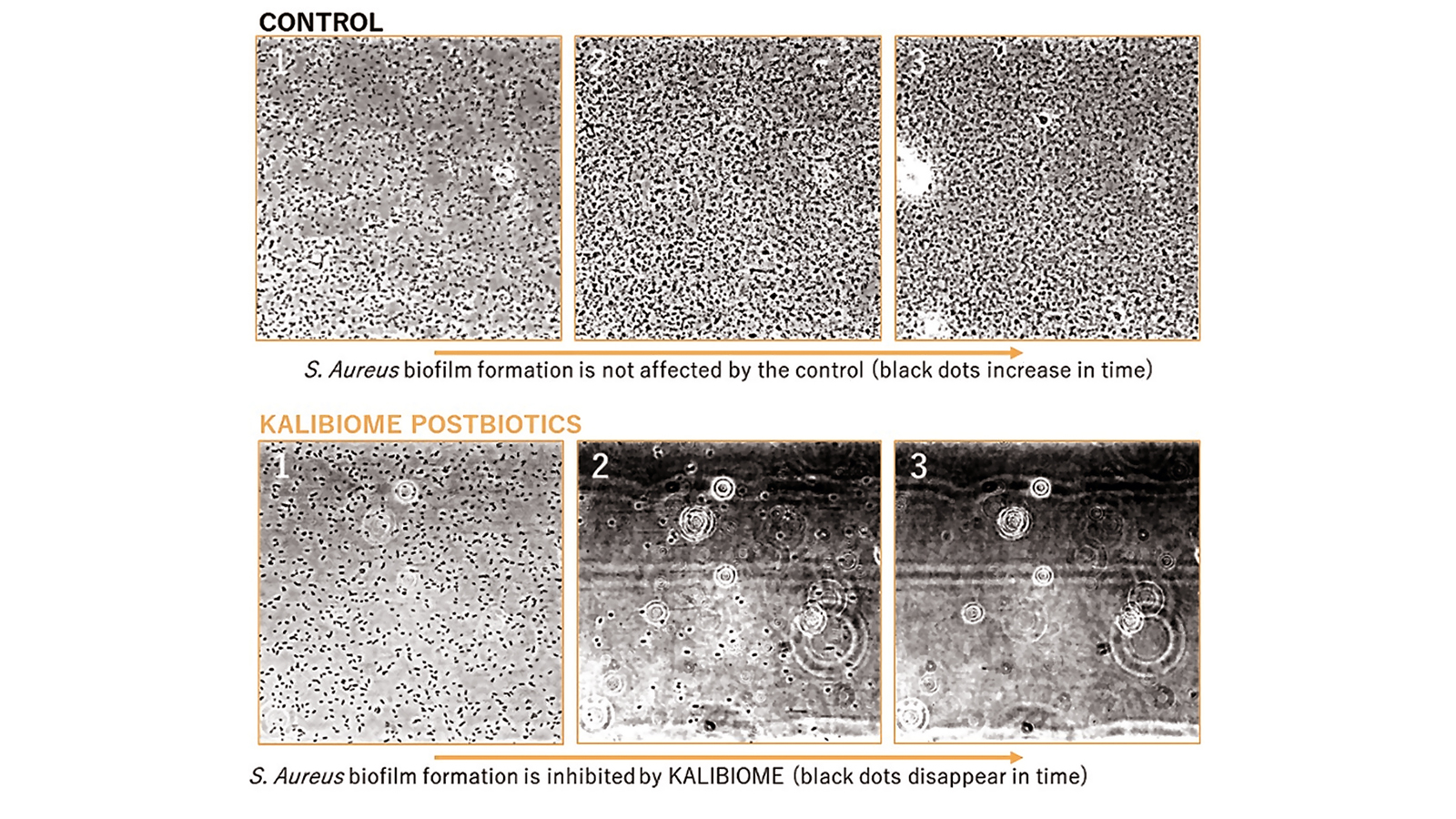 figure 9: S.Aureus biofilm evolution, control vs postbiotics.  Photo: www.kalichem.it