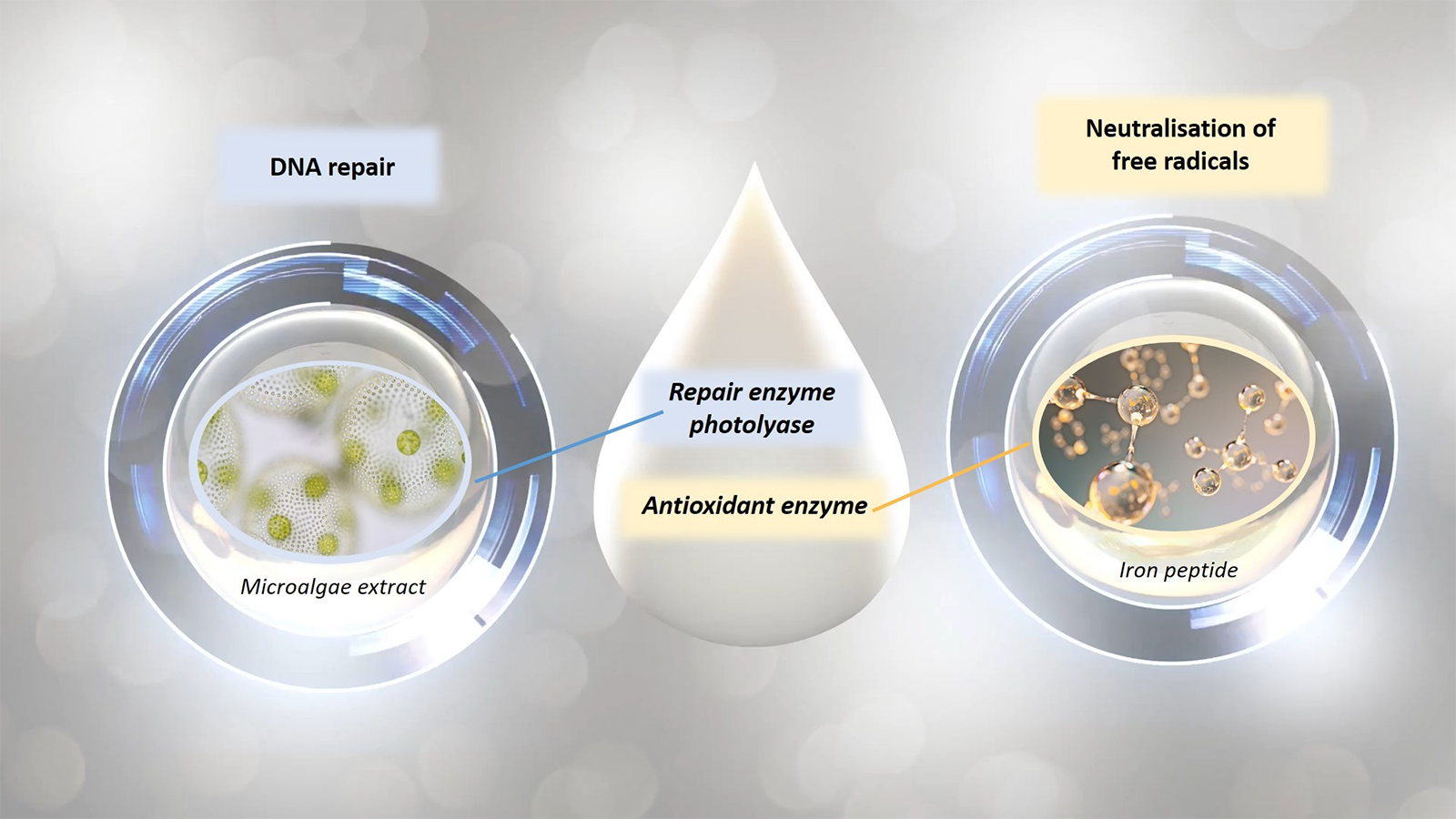 This figure shows the active ingredient complex of the two synergistically acting enzymes photolyase and antioxidant enzyme.