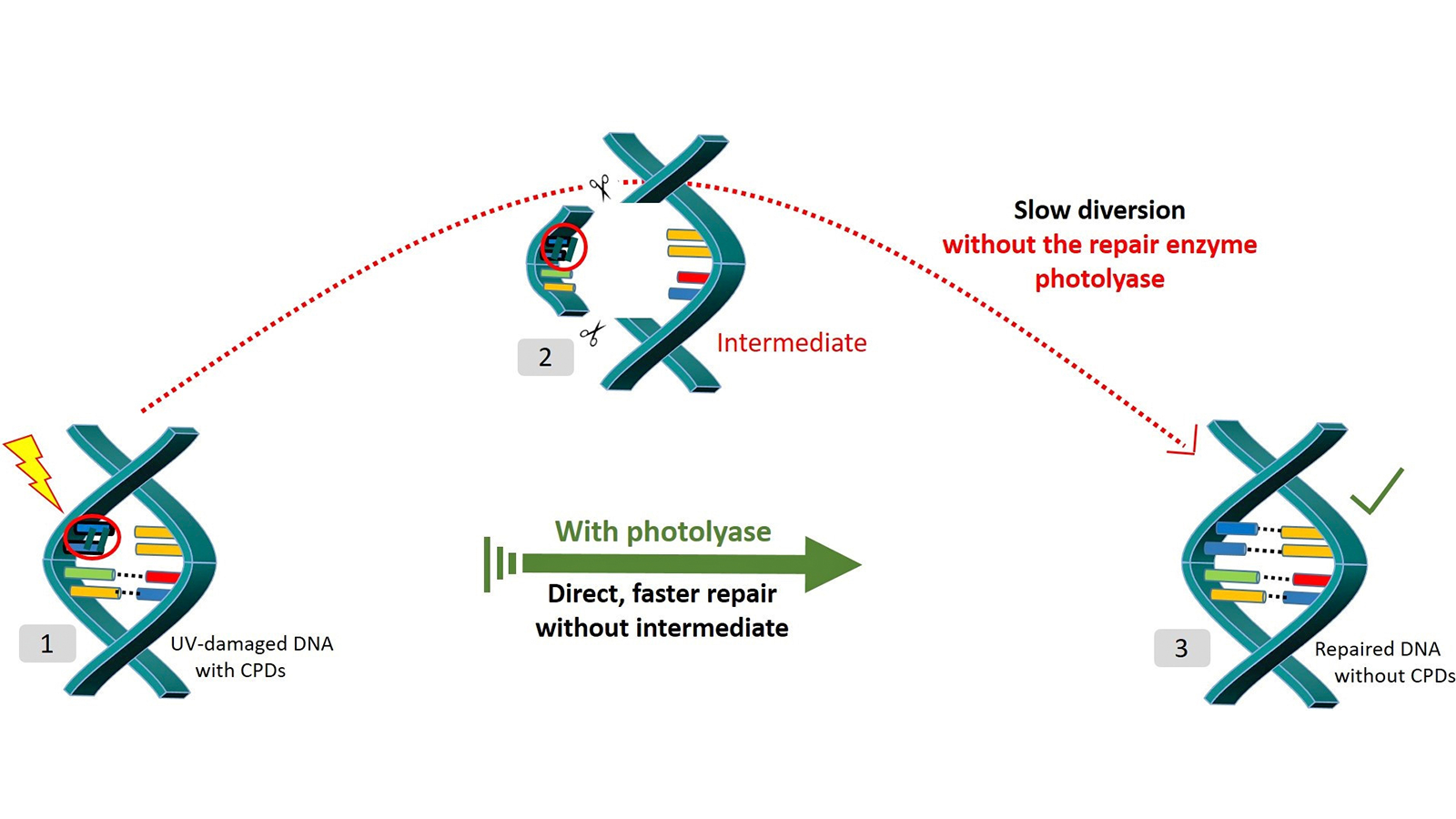 The illustration shows repair mechanisms for the removal of Cyclobutane Pyrimidine Dimers (CPDs).