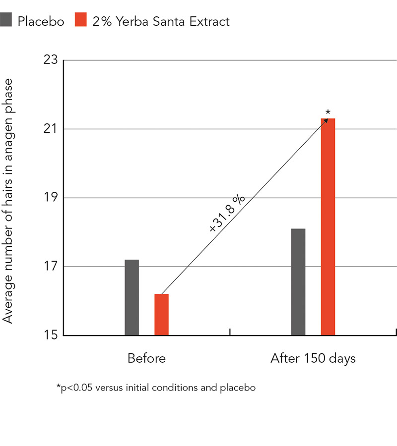 figure 2: Increase in the number of anagen hairs after five months of treatment with the active ingredient “SantEnergy”. figures: Mibelle Biochemistry