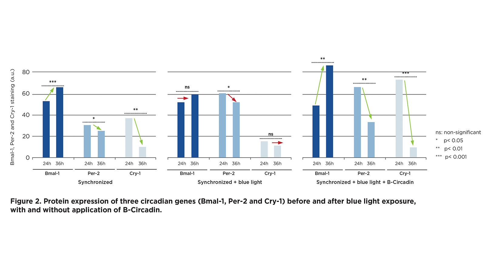 igure 2: Protein expression of three circadian genes (Bmal-1, Per-2 and Cry-1) before and after blue light exposure, with and without application of the ingredient based on Lespedeza capitata. figures: Clariant Active Ingredients