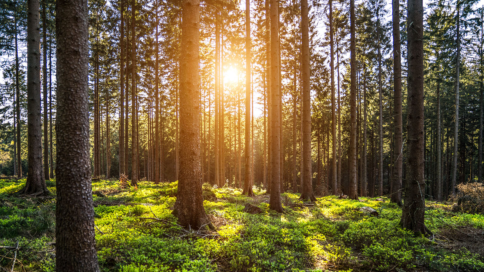 Photo: Alexander Kirch/Shutterstock.com