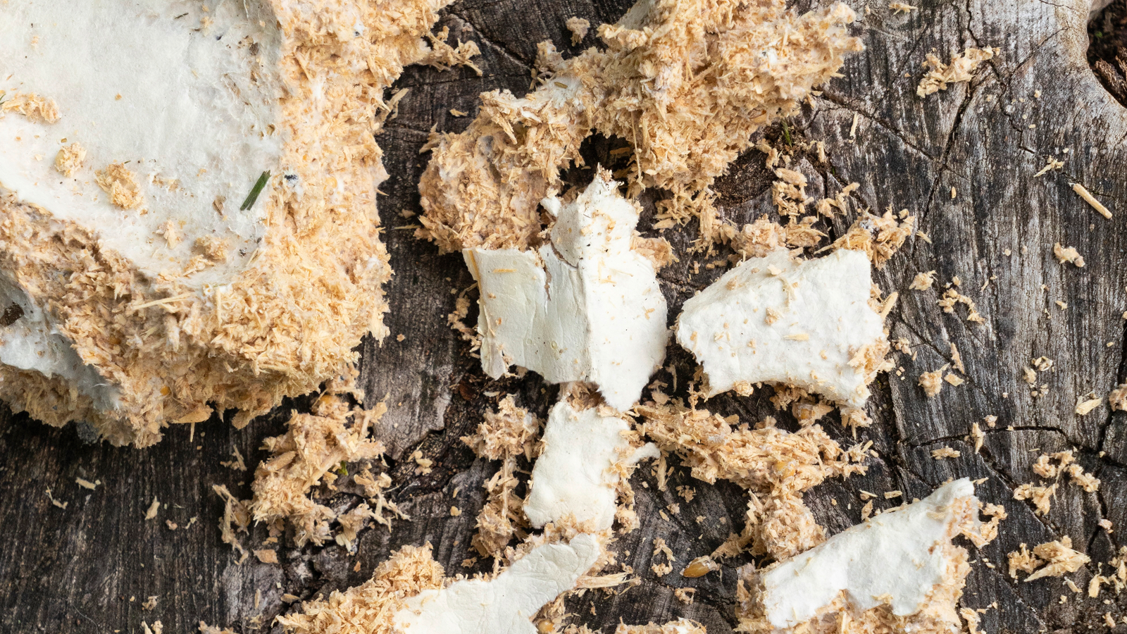 photo: Permafungi