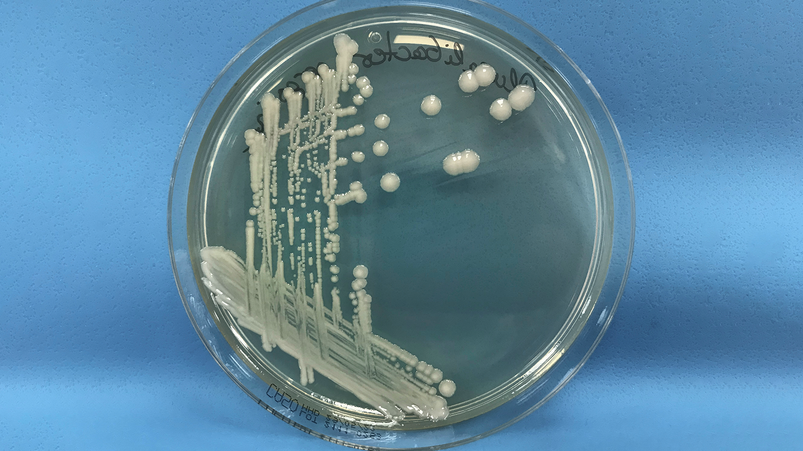 photo: Dr Bernhard Fellenberg, BAV
