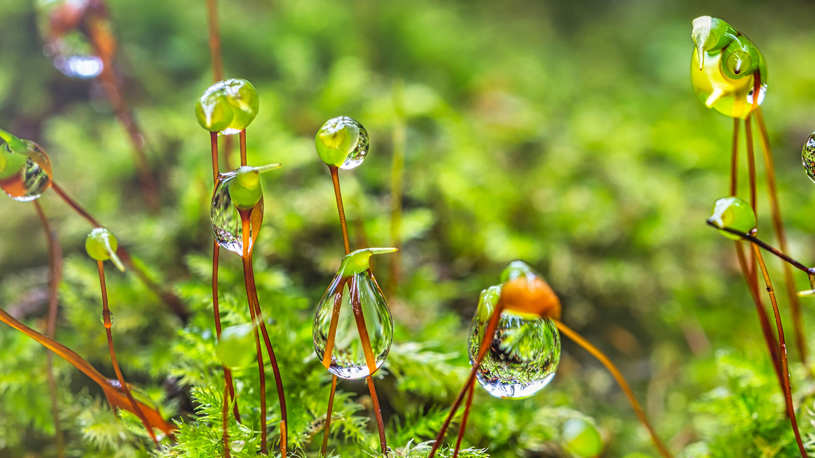 Foto: Lukas_Jonaitis/Shutterstock.com