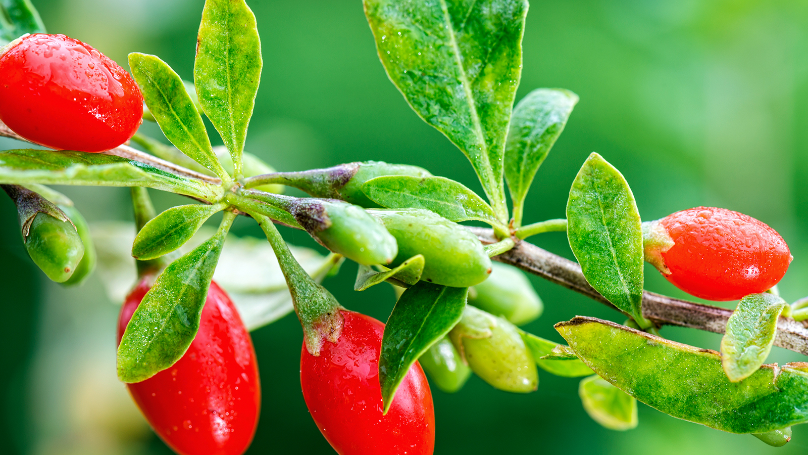 Mibelle Biochemistry’s PhytoCellTec Goji improves cell-to-cell communication via exosomes. Photo: Mibelle