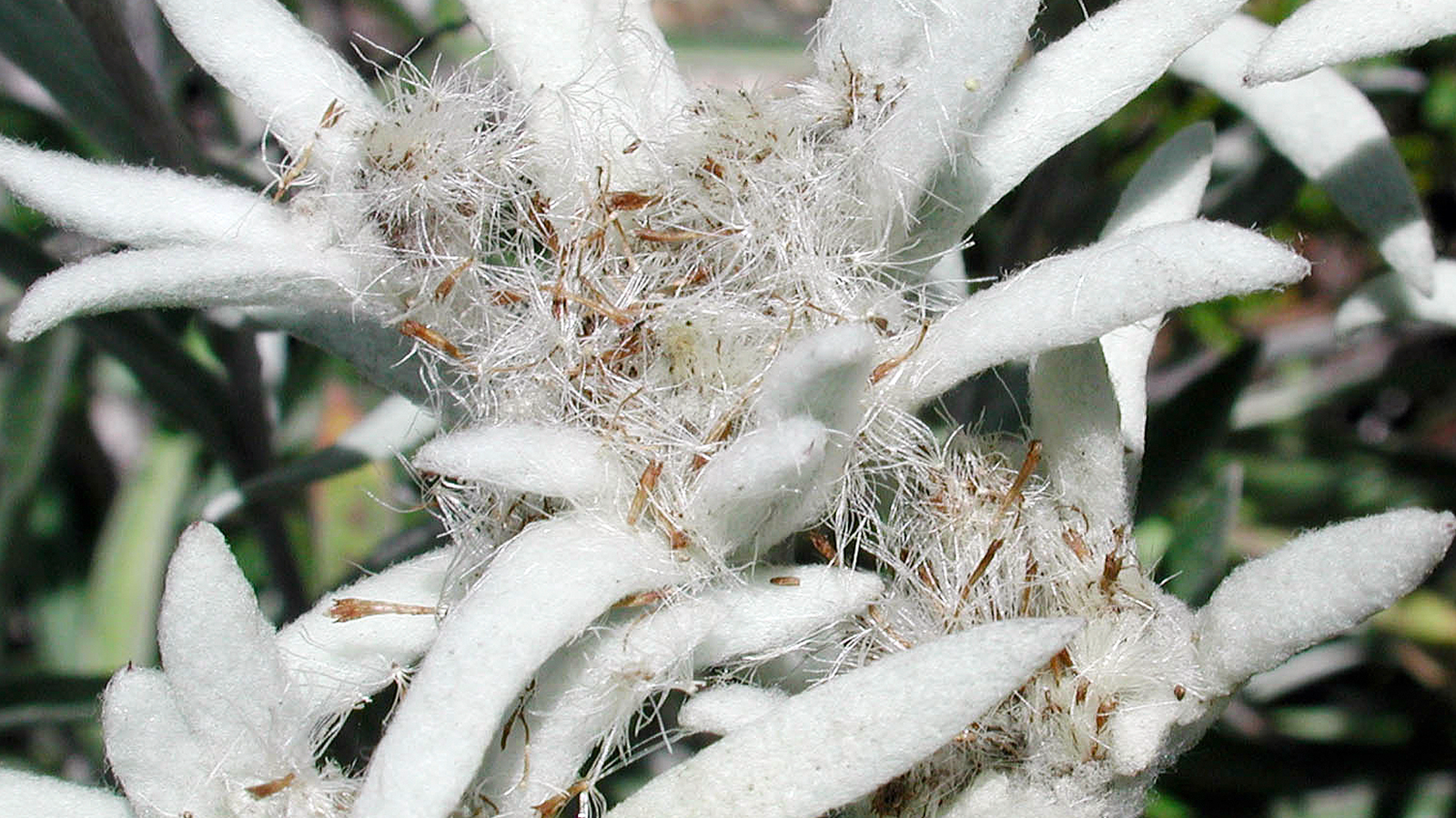 photos: dsm-firmenich; Skin Care: Edelweiss flower sustainability grown in the Swiss Alps to produce our ALPAFLOR® Edelweiss CB