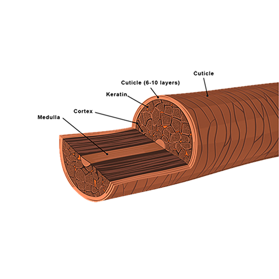 graphics: Symrise Cosmetic Ingredients