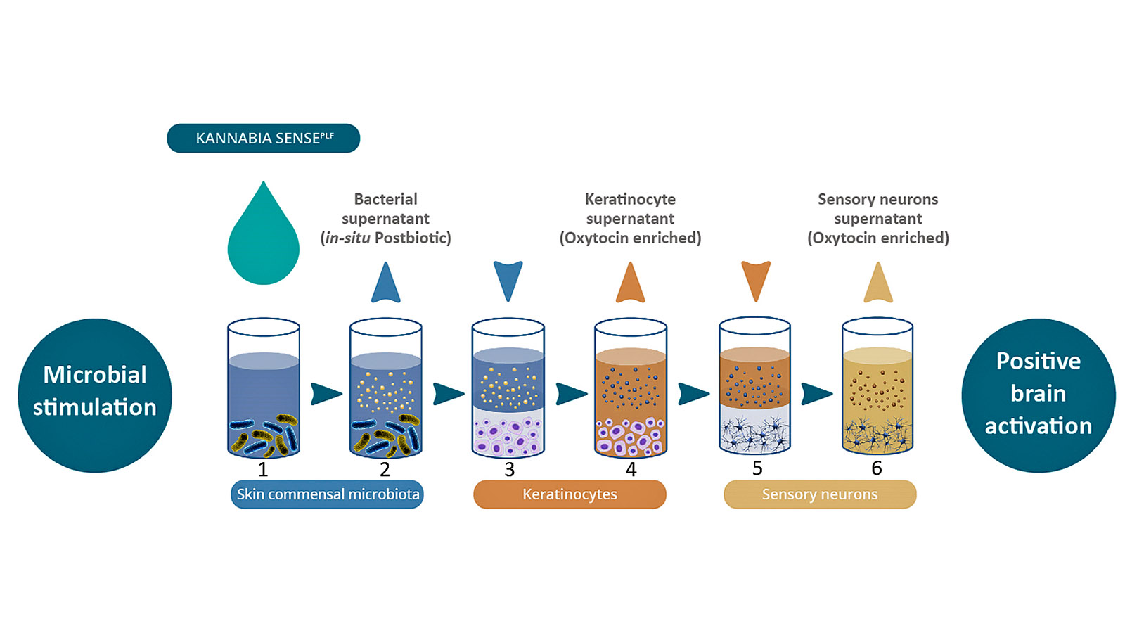 Fig. 2 Analysis of Microbiota-Skin-Brain axis networks