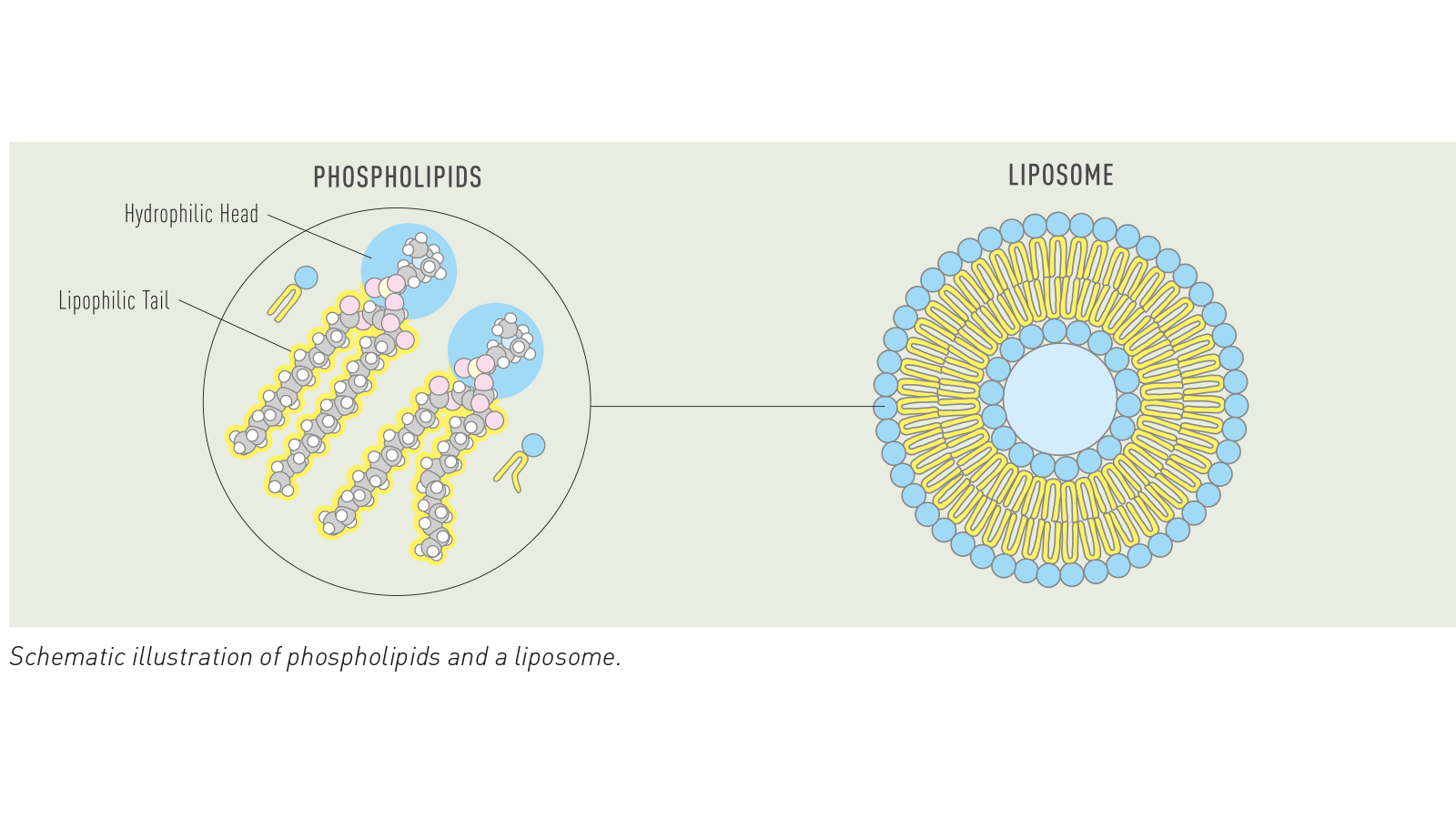 graphics: Lipoid GmbH