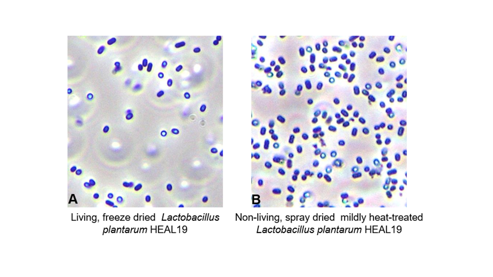 figure 1: Lactobacillus plantarum Heal19. Left: living, freeze dried bacteria; right: non-living processed bacteria (heat-treated and spray dried).