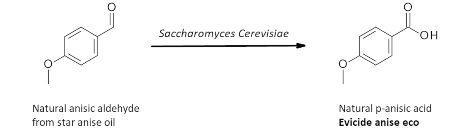 figure 5: Anisic aldehyde obtained from star anise oil is oxidised by the yeast Saccharomyces Cerevisiae to obtain natural p-anisic acid. figures: Evident Ingredients