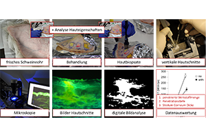 graphic: Prof Dr Cornelia M. Keck, University Marburg