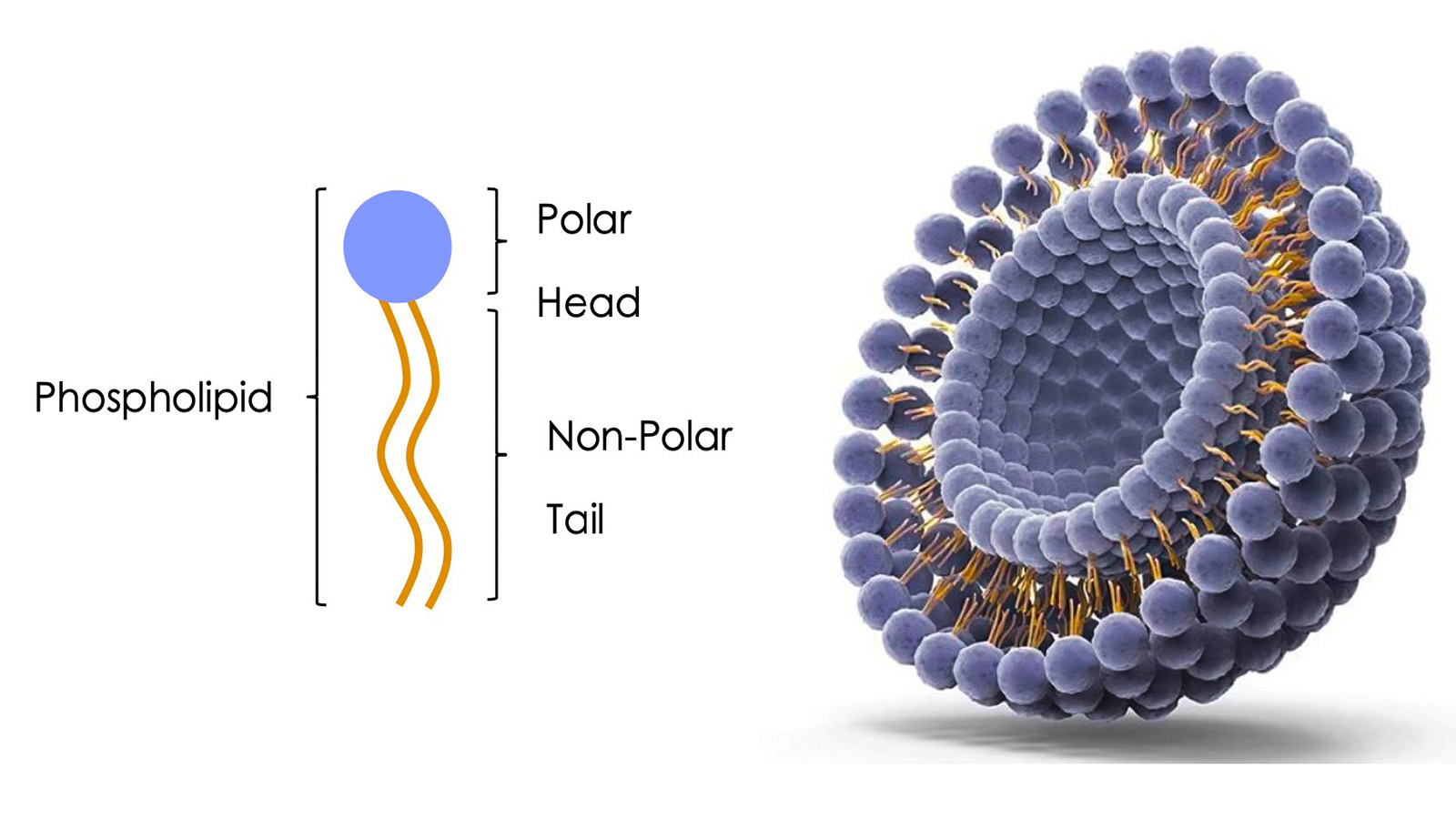 figure 1: Structure of a a liposome. figures: Indermal/nanovex Biotechnologies