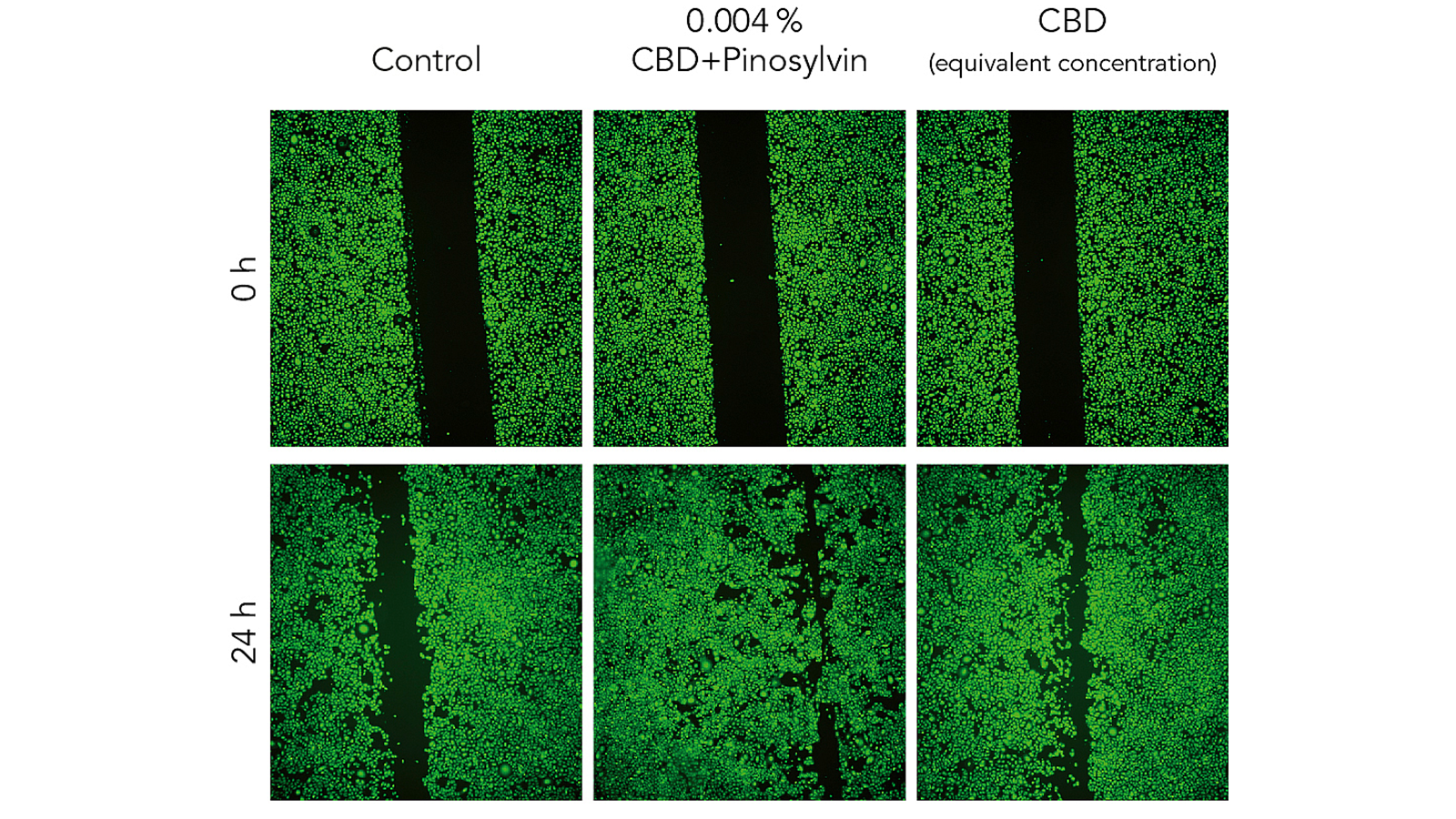 figure 2: Increased speed of tissue regeneration after treatment with CBD or CBD+ pinosylvin. figures: Mibelle Biochemistry,