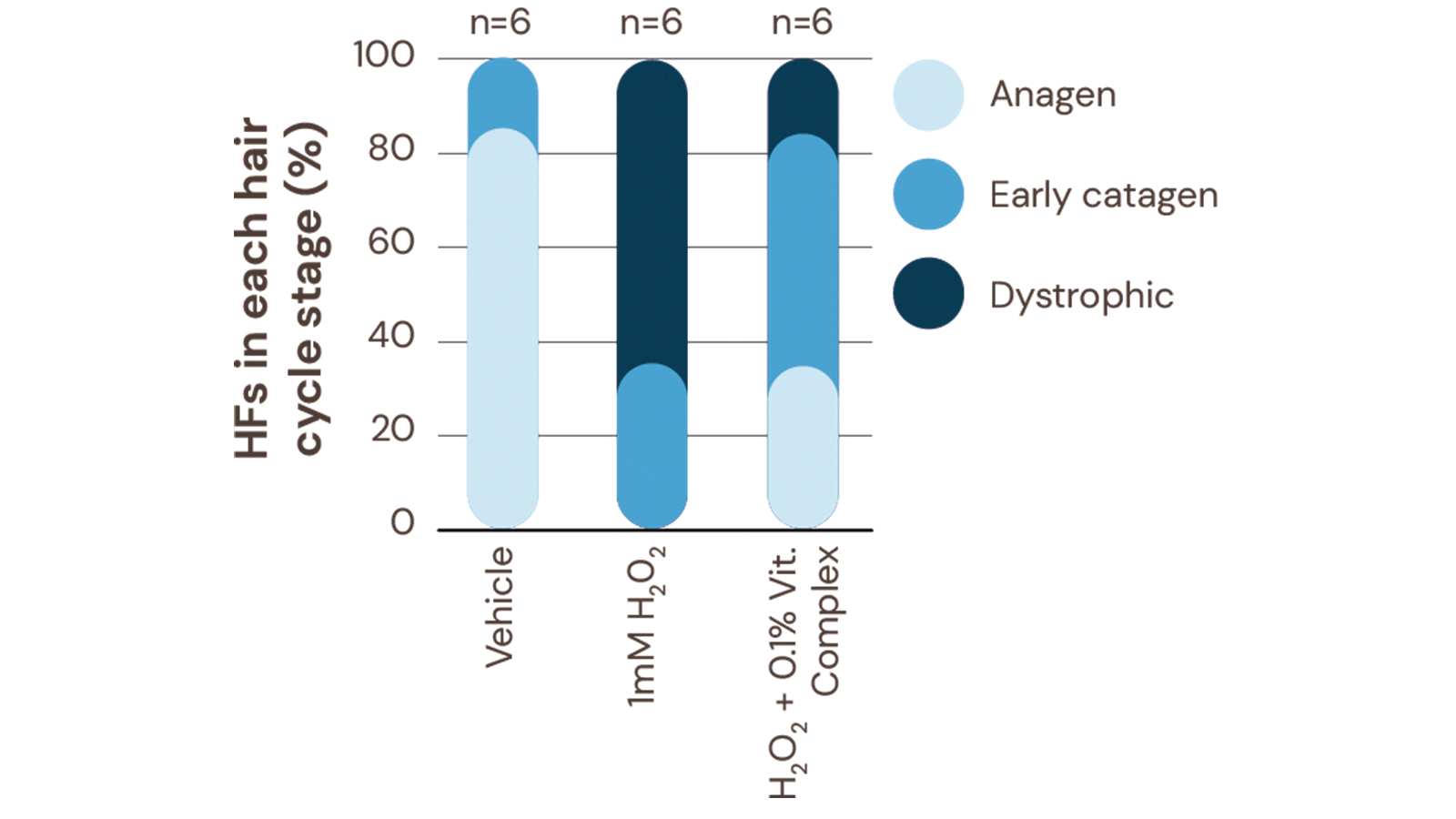figure 5: Vitamin complex protects against H₂O₂ induced early catagen development and dystrophy.