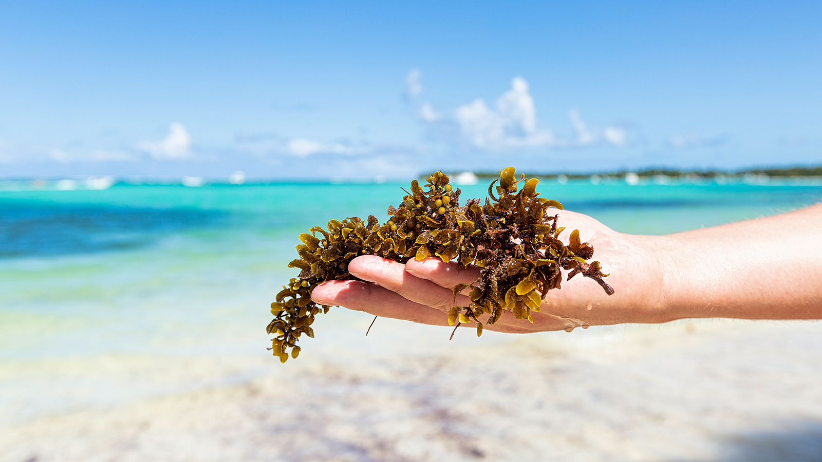photo: Photopixel/Shutterstock.com