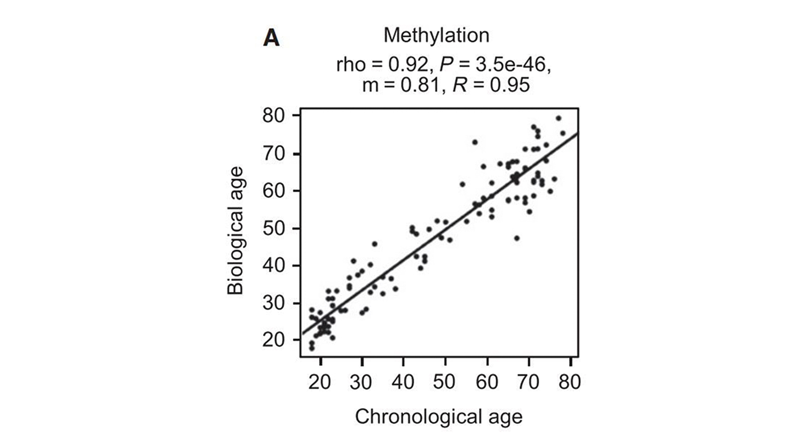 Graphic 1: Beiersdorf AG; Based on methylation changes, it is possible to predict the biological age of the skin. This may differ from a person’s chronological age. (Source: Bormann F., et. Al.: Reduced DNA methylation patterning and transcriptional connectivity define human skin aging. Aging Cell. 2016 Jun;15(3):563-71. doi: 10.1111/acel.12470. Epub 2016 Mar 23. PMID: 27004597; PMCID: PMC4854925)