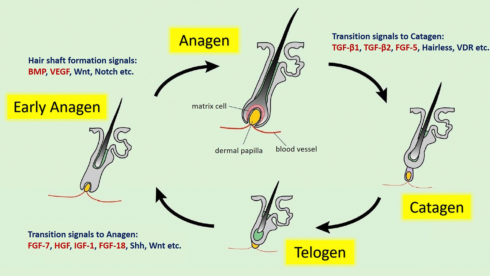 Understanding the hair growth cycle is essential for leveraging epigenetic effects