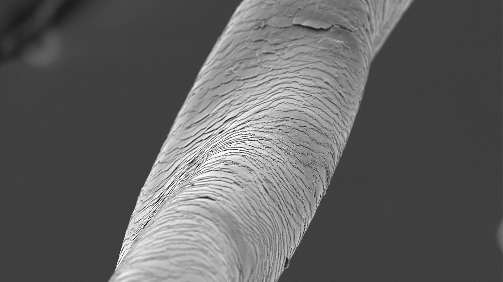 Less tightly curled African hair fig. 1: SEM images of African hair