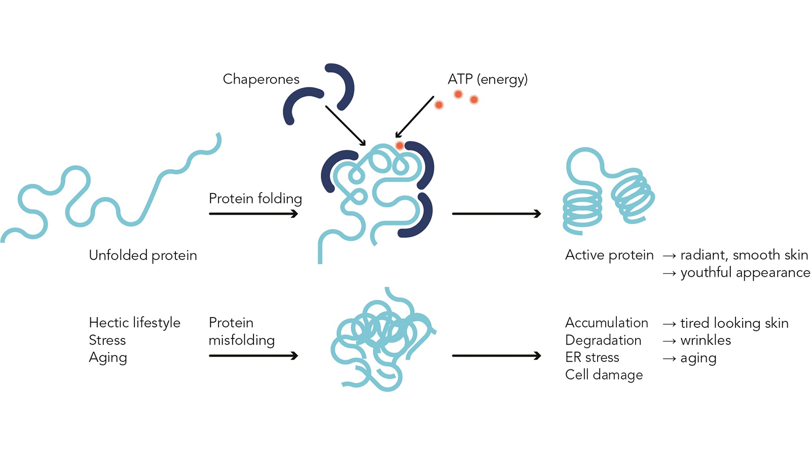 fig. 1: A hectic lifestyle and stress impact on protein folding and lead to cell damage. Photo: Mibelle