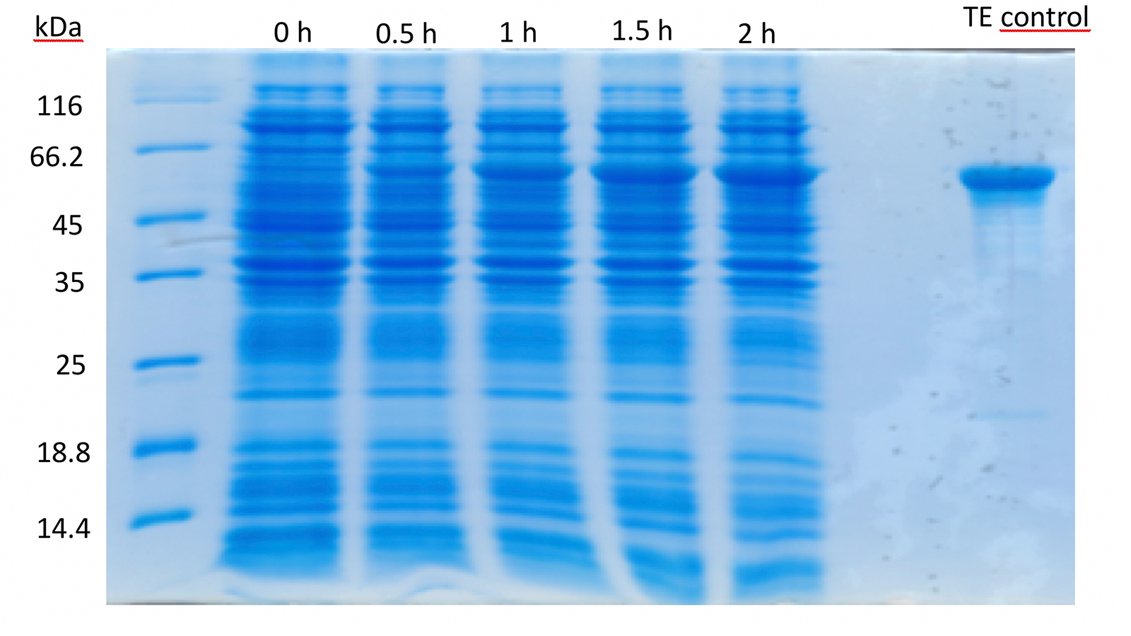 fig. 5: Gel electropherogram of tropoelastin in production medium after 0, 0.5, 1.5, and 2 hours of production