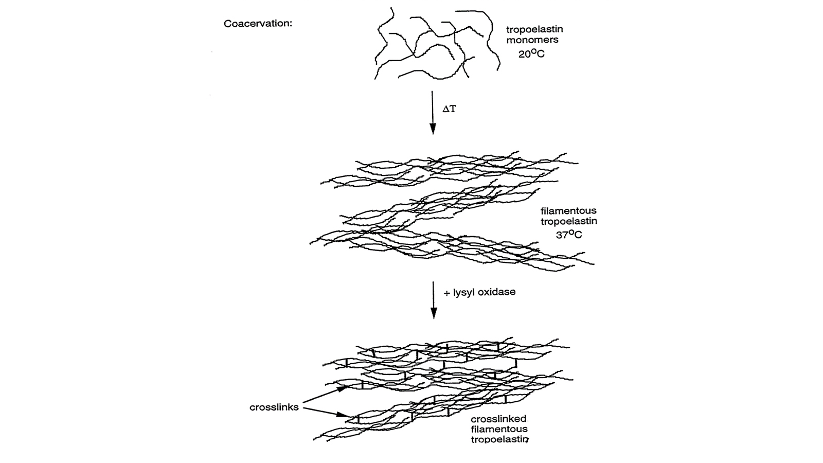 fig. 3: Biosynthesis of elastin