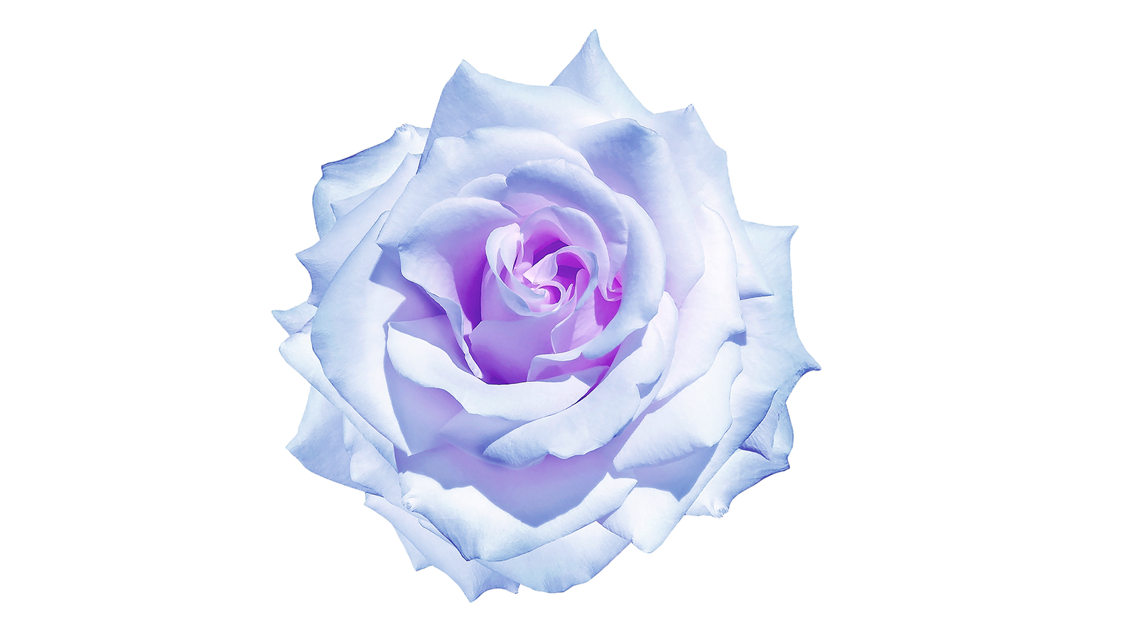 photo: nadezhda F/Shutterstock.com