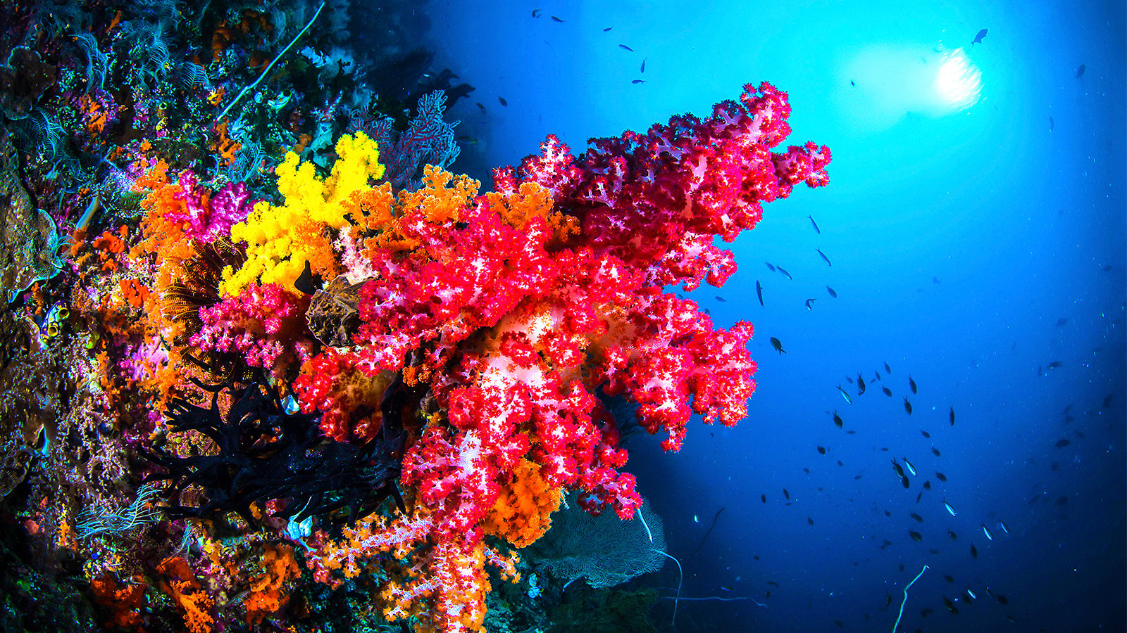 Photo: Irina Markova/Shutterstock.com
