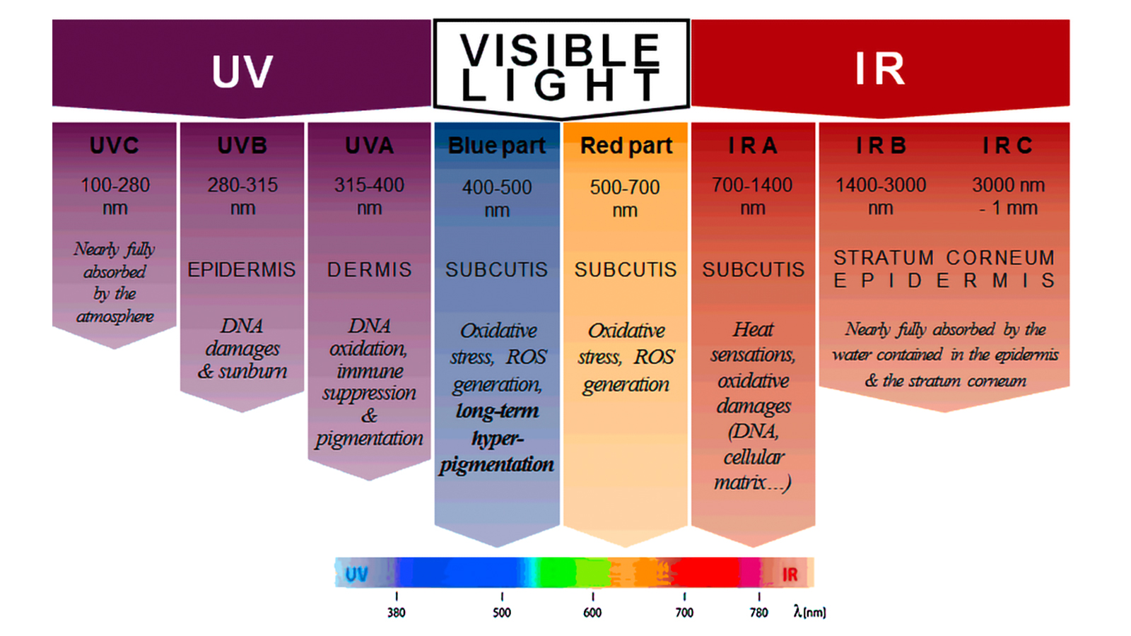 The various areas of the light spectrum and their effects on the skin